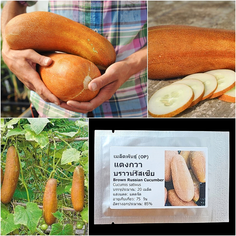 เมล็ดพันธุ์ แตงกวา บราวน์รัสเซีย Brown Russian Cucumber Seed 20 เมล็ด คุณภาพดี ของแท้ 100%