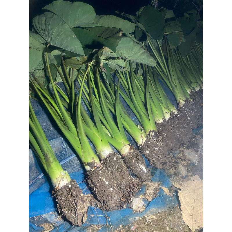 พันธุ์เผือกหอมสำหรับนำไปเพาะปลูก เผือกหอมเนื้อร่วนฟู - รูปที่ 2