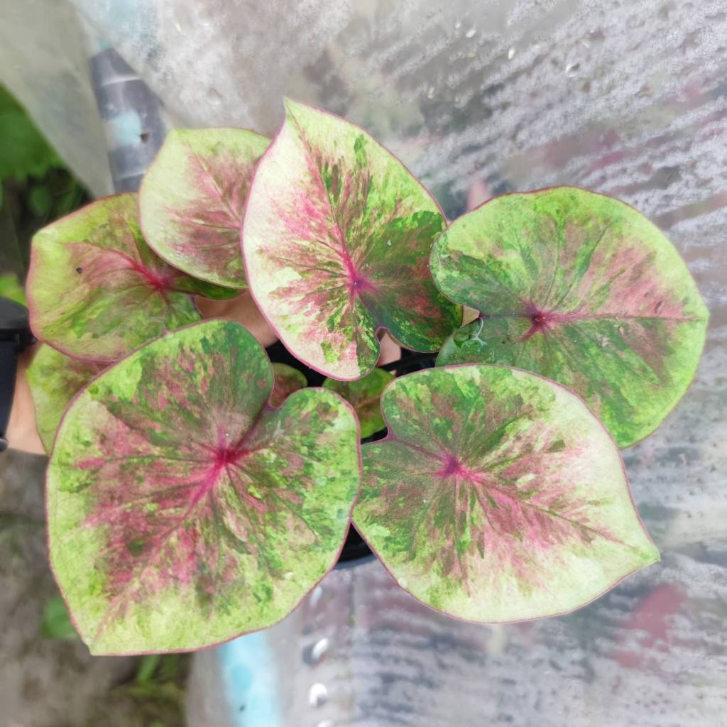เมืองพิมาย บอนสีใบกลม Caladium