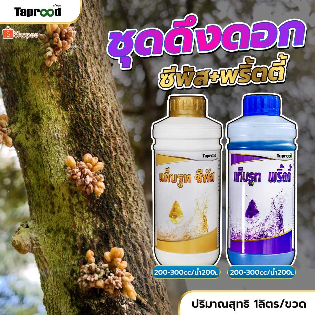 ชุดดึงดอกทุเรียน แท็บรูทพริตตี้ + แท็บรูทซีพัส