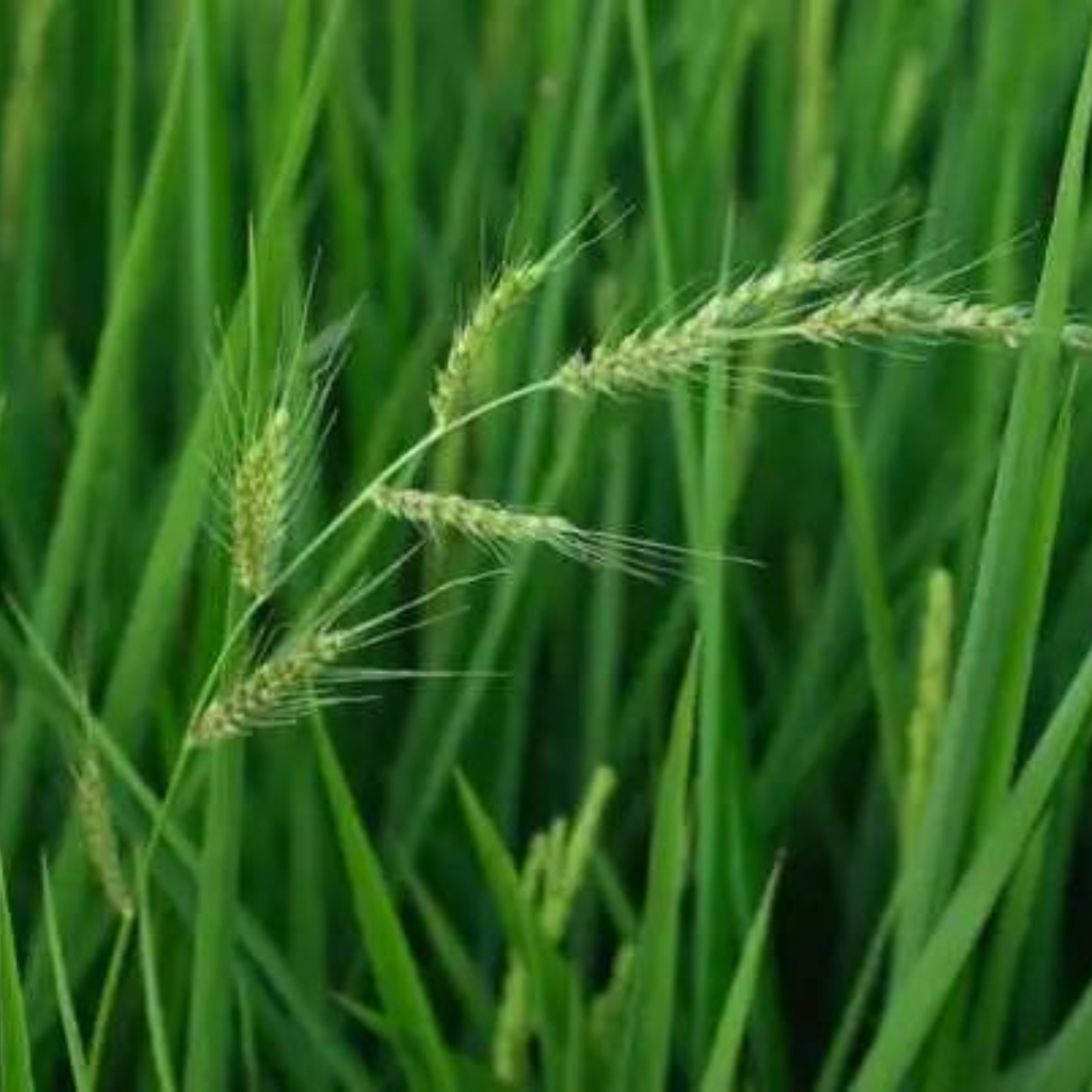 โคลมาโซน+โพรพานิล☘️ขนาด 1 ลิตร☘️สารกำจัดวัชพืชในนาข้าว+คุม-ฆ่าข้าวอายุ 7-15 วัน⭕️ฉีดเก็บข้าวได้ - รูปที่ 2