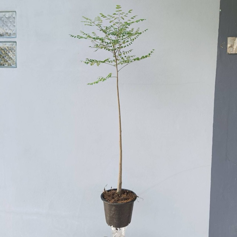 ต้นมะรุมยักษ์มาดากัสการ์ ต้นปีศาจมาดากัสการ์ Moringa drouhardii สูงประมาน 80-95 ซม.เพาะเมล็ดแท้ พร้อมส่งง
