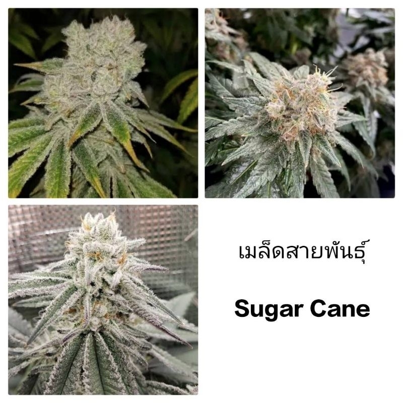 เมล็ดพันธุ์ Sugar Cane เพศเมีย90% ใช้STSทำเมล็ด