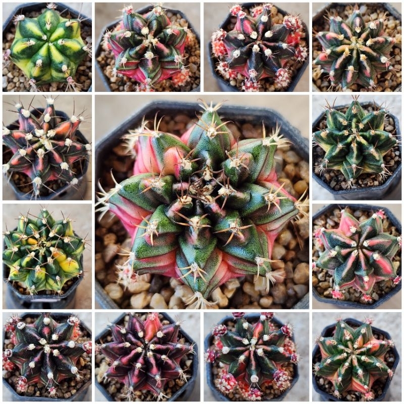 Gymnoด่างสวย เกรดประกวด คัดตัวเทพ (ไม้ชำหน่อจากแม่ไม้ราก)