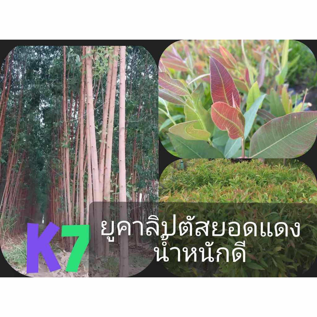 เมล็ดพันธุ์พืชยูคาลิปตัสพันธุ์เค7ยอดสีแดง 3,000 เมล็ด 99 บาท - รูปที่ 7