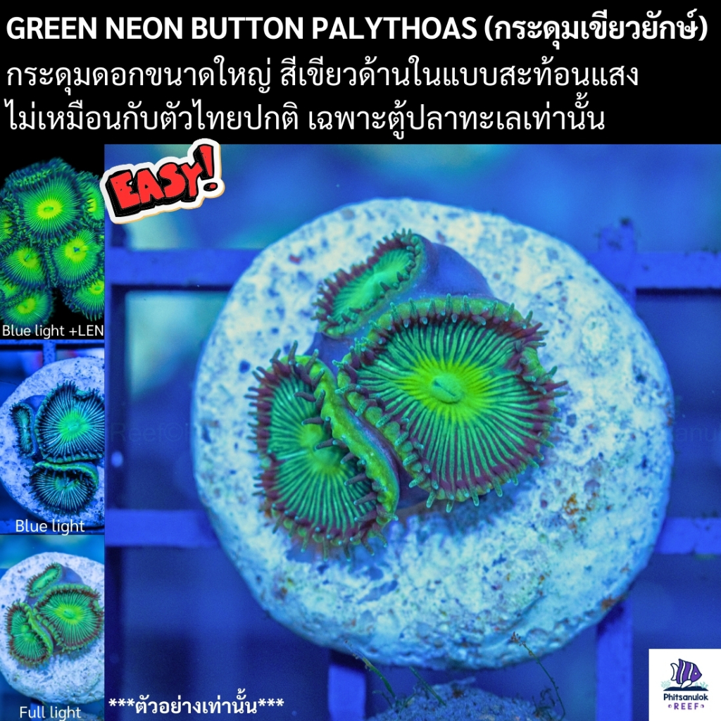 GREEN Neon BUTTON PALYTHOAS (กระดุมเขียวนีออนยักษ์) ตู้ปลาทะเลสวยงาม ตกแต่งตู้ปลาทะเลได้สวยงาม