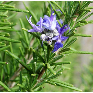 เมล็ดพันธุ์ โรสแมรี่ Rosemary Seed 20 เมล็ด คุณภาพดี ของแท้ 100%