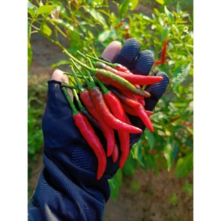 พร้อมส่งจ้า🌶ขายเป็นกิโล🌶พริกสด พริกจินดาไทย พริกบ้านๆ ไร้สารเคมี🌶🫑