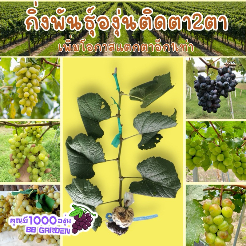 ต้นองุ่น ต้นพันธุ์องุ่นติดตา2ตาเพิ่มโอกาสการรอดมากขึ้นอีก1เท่าตัว คุณบี องุ่นพันธุ์ดั้งเดิม และองุ่นนำเข้าสายพันธุ์แท้