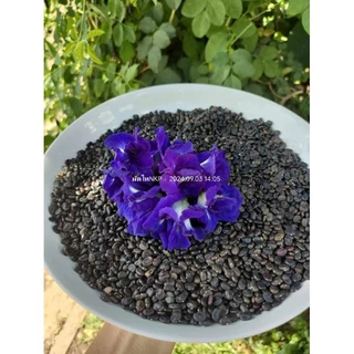 เมล็ดดอกอัญชันเทพพระรัตน์63กลีบซ้อน Butterfly pea flowers, Butterfly pea seedlings 蝴蝶豌豆花、蝴蝶豌豆苗