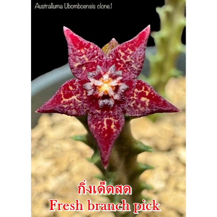 เก๋งจีน Australluma Ubomboensis clone.1 *กิ่งเด็ดสด* แคคตัส ไม้อวบน้ำ Cactus and Succulent