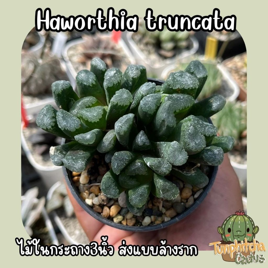 ฮาโวเทียม้าตัด Haworthia truncata ไม้อยู่ในกระถาง3" (ส่งแบบล้างราก)