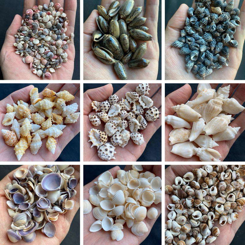 หอยเจาะ  50 ชนิด DIY วัสดุงานฝีมือเปลือกหอย 50g DRILLED seashells  สำหรับตกแต่งสวน - รูปที่ 4