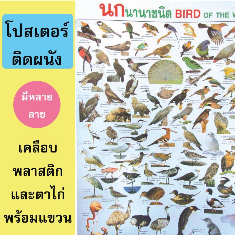 (ของแท้โดยกระทรวงศึกษา)โปสเตอร์เพื่อการศึกษา พัฒนาความจำได้อย่างดี มีหลายแบบให้เลือก ขนาด80*50cm.