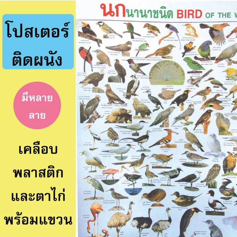 (ของแท้โดยกระทรวงศึกษา)โปสเตอร์เพื่อการศึกษา พัฒนาความจำได้อย่างดี มีหลายแบบให้เลือก ขนาด80*50cm.