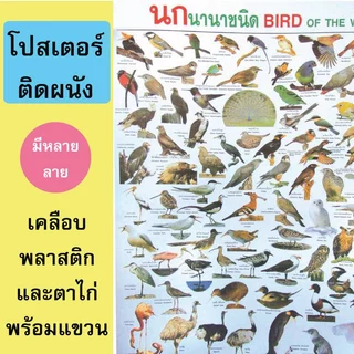 (ของแท้โดยกระทรวงศึกษา)โปสเตอร์เพื่อการศึกษา พัฒนาความจำได้อย่างดี มีหลายแบบให้เลือก ขนาด80*50cm.