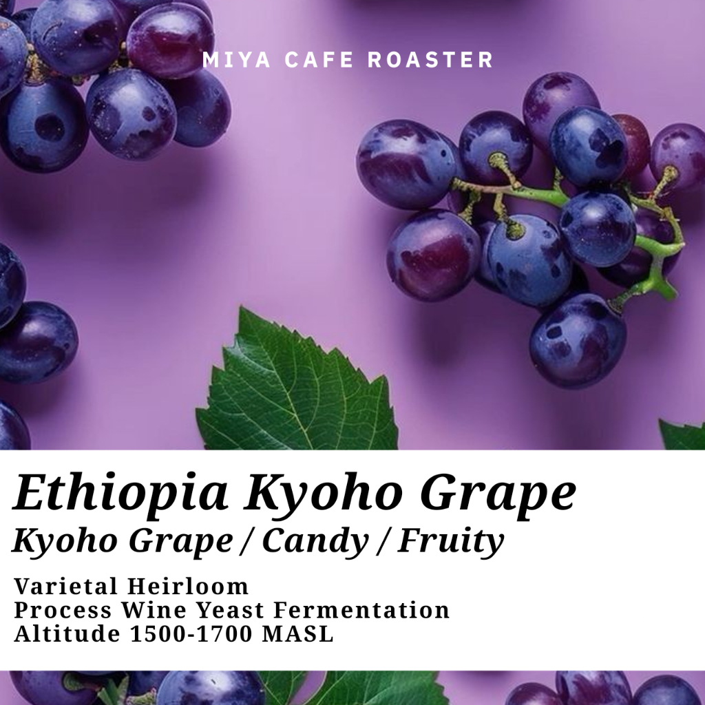 Ethiopia Kyoho Grape เมล็ดกาแฟ เอธิโอเปีย องุ่น เคียวโฮ Coffee Beans by Miya Cafe Roaster คั่วกลาง