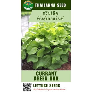 เมล็ดพันธุ์ผักสลัด กรีนโอ๊ค พันธุ์เคอแร็นท์ ( 302 ) ( ขนาด 0.5 กรัม ) ( เมล็ดเปลือย ) รหัสสินค้า 3009