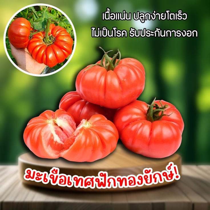 เมล็ดพันธุ์มะเขือเทศฟักทองยักษ์ ซองละ 50 เมล็ด