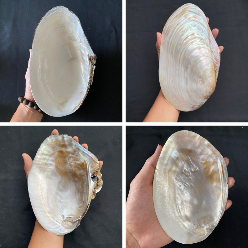 หอยมุกตัวใหญ่ Large pearl oyster shell 16-30cm สำหรับตู้ปลา สะสมเปลือกหอย ตกแต่งบ้าน