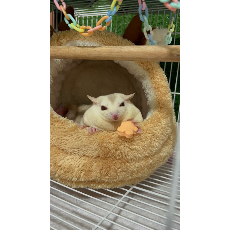 คุกกี้นม (Milk cookies) ขนมทานเล่น สำหรับสัตว์ฟันแทะ ชูการ์ไกรเดอร์ แฮมเตอร์ แกสบี้ กระรอก ฯลฯ - รูปที่ 5