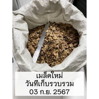 เมล็ดใหม่ 2025 เมล็ดสนฉัตร/สนฉัตรฮาวาย 5.5 กรัม / 30 กรัม Norfolk island pine**ศึกษาวิธีเพาะได้ในรายละเอียดสินค้า**