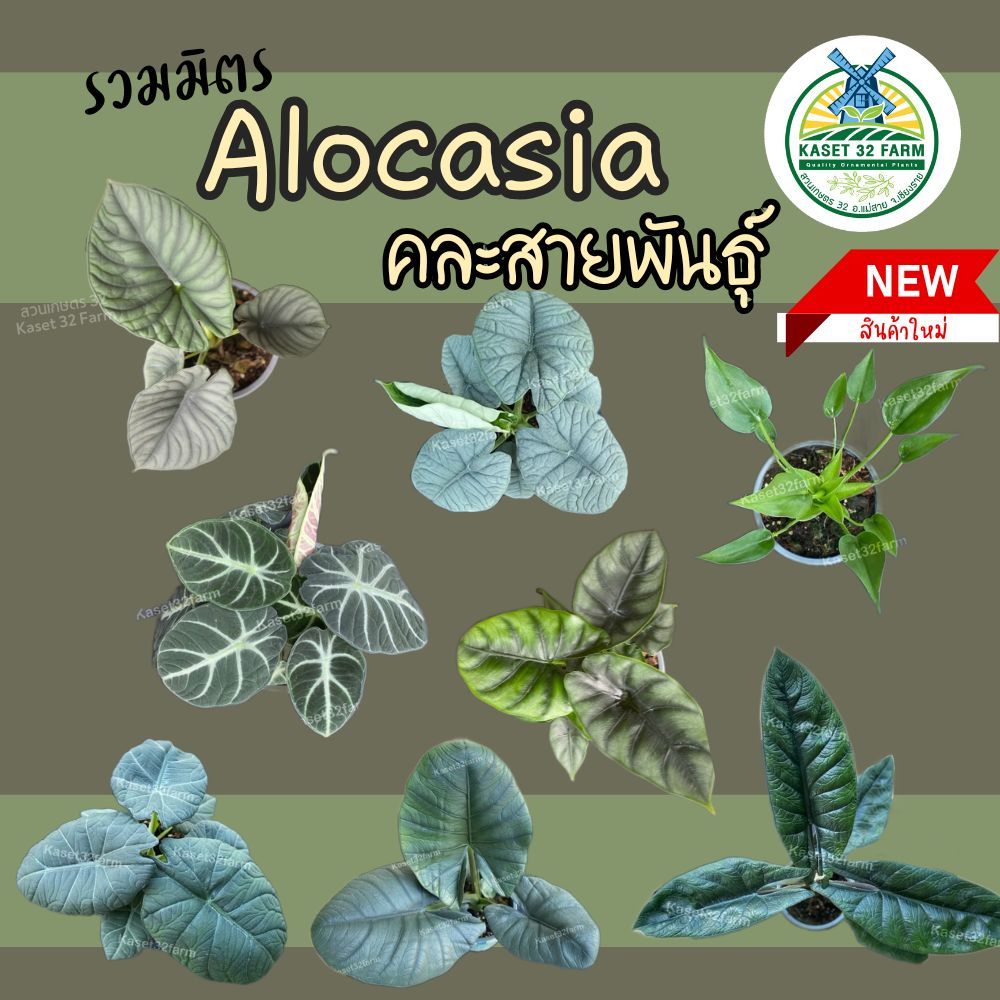 Alocasia คละสายพันธุ์ Reversa Nebula Dragon Moon Melo Reginula Ninja Scalprum Tiny Dancer