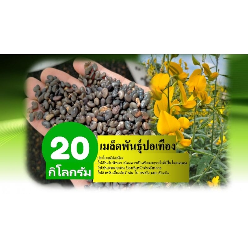 เมล็ดพันธุ์ปอเทือง 20 กิโลกรัมปี2569 งอกดี