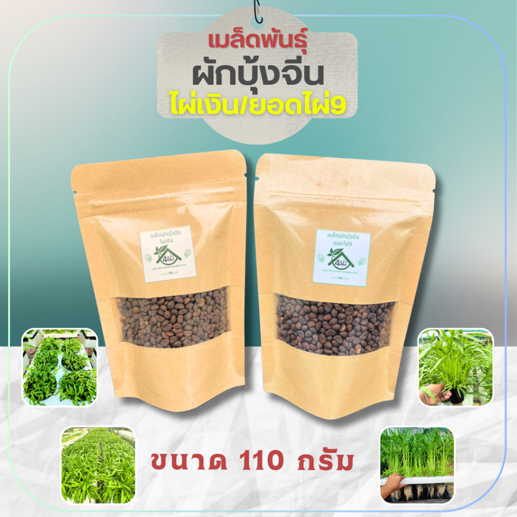 เมล็ดพันธุ์ผักบุ้งจีน 110 กรัม ต้นสวย ใบเรียวสวย อัตราการงอกสูง