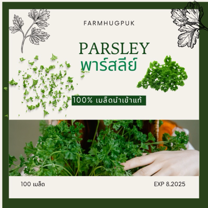 เมล็ดพันธุ์พาร์สเลย์ใบหยิก100+เมล็ดมีบริการเก็บเงินปลายทาง