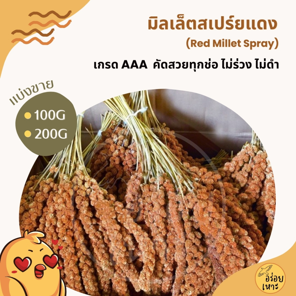 มิลเล็ตสเปรย์แดง อาหารนกแก้ว หนูแฮมสเตอร์ และสัตว์ฟันแทะ Red Millet Spray (แบ่งขาย 100G / 200G)