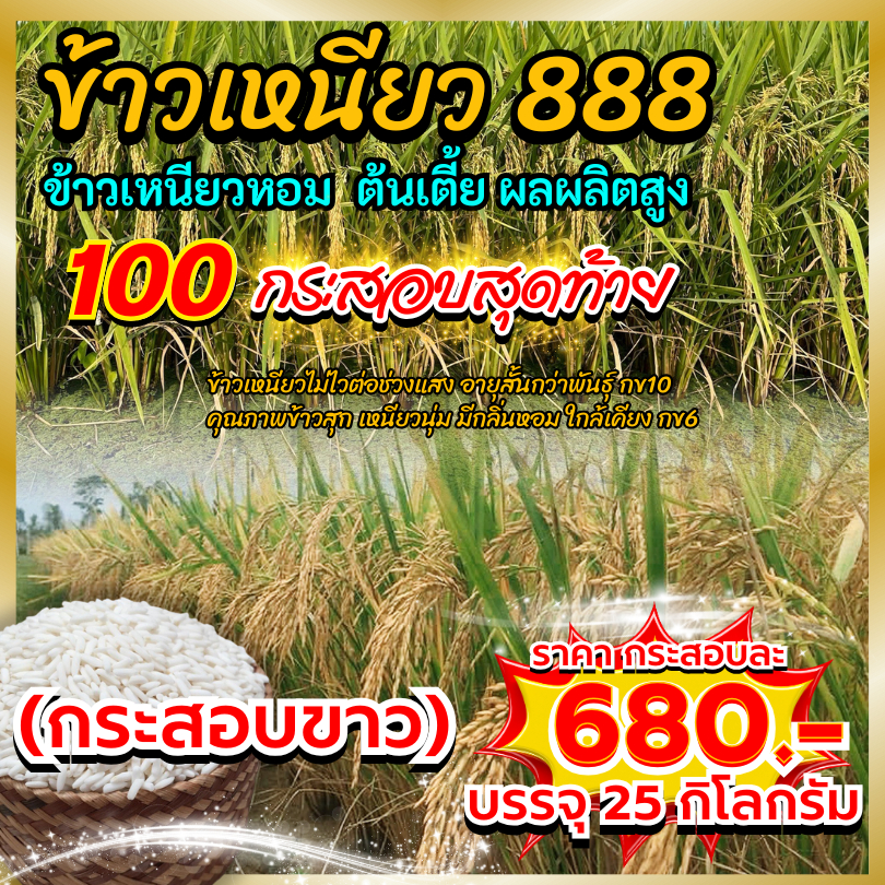 𝟏𝟎𝟎 กระสอบสุดท้าย บรรจุ 𝟐𝟓 กก. (กระสอบขาว) พันธุ์ข้าวเหนียวหอม 𝟴𝟴𝟴 ข้าวเหนียวหอมต้นเตี้ย รวงด๊กดกกก