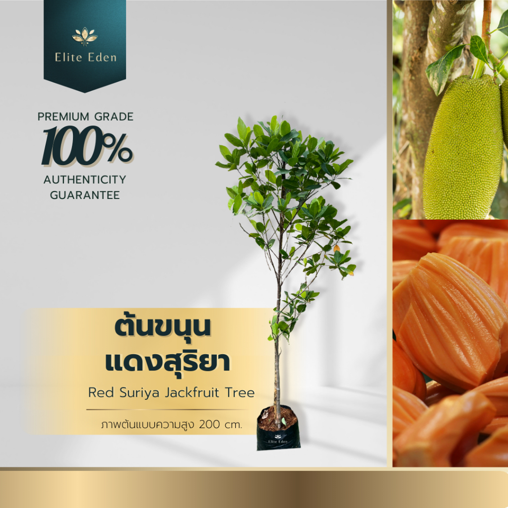ต้นขนุนแดงสุริยา สูง 150-200 cm. (ต้นใหญ่) รับประกันพันธุ์แท้100% สายพันธุ์ที่มีความทนทานต่อโรค