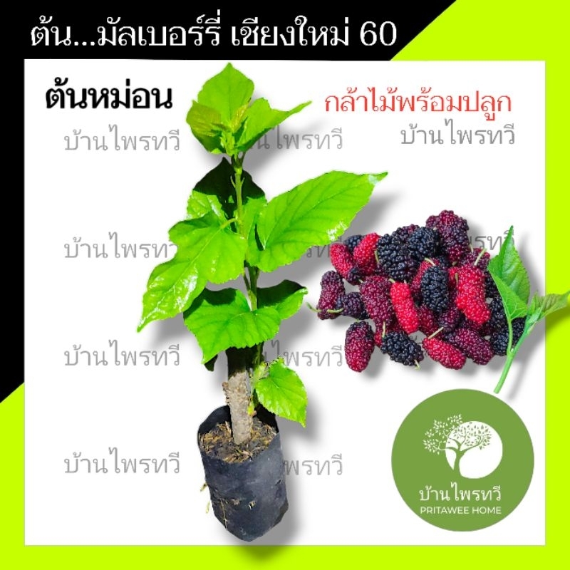 ต้น มัลเบอร์รี่ เชียงใหม่ 60 หรือ ต้นหม่อน ไม้ผล  กล้าไม้พร้อมปลูก