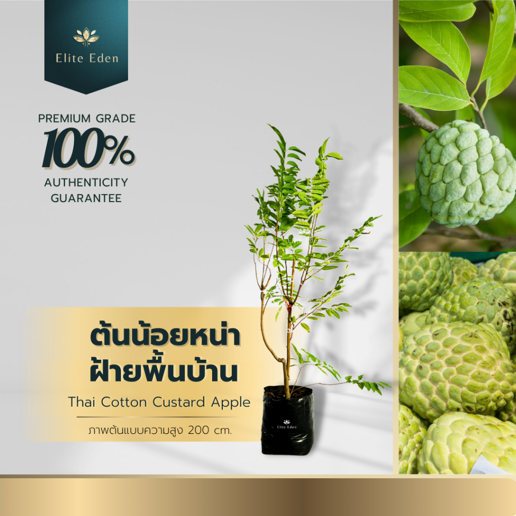 ต้นน้อยหน่าฝ้ายธรรมชาติ ความสูง 150-200 cm. (ต้นใหญ่) เนื้อสุกรสชาติหวานหอม แถมยังเก็บรักษาได้นาน