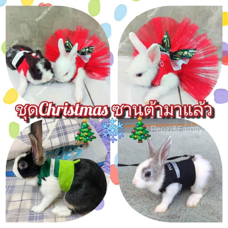 ถูกที่สุด เซลเสื้อกระต่าย [[[ Pepzi&Family ]]] เสื้อพร้อมสายจูง กระต่าย
