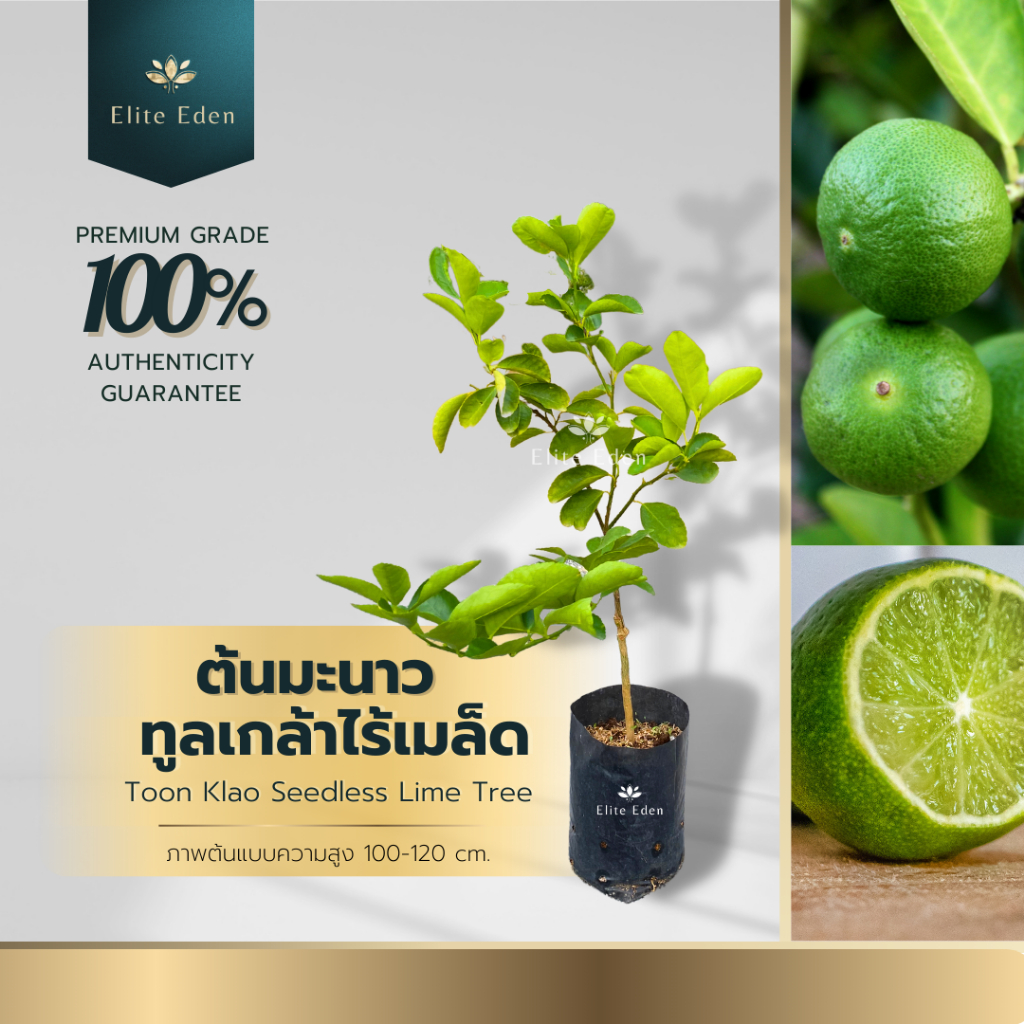 ต้นมะนาวทูลเกล้า ไร้เมล็ด สูง 60-120 cm. (ต้นเล็ก) เกรดพรีเมียม ประกันพันธุ์แท้100%