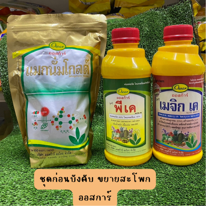 ชุดขยายสะโพก ก่อนบังคับ สับปะรด ออสก้าร์ (แมกนั่มโกลด์+พีเค+เมจิก เค)