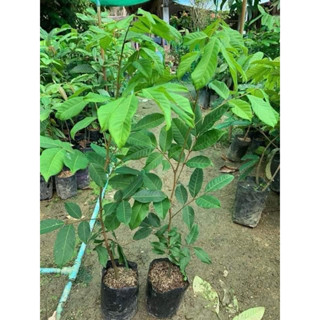 #ต้นเงาะโรงเรียนนาสาร สูง80-1เมตร แท้100% ต้นติดตา ติดผลไวภา…