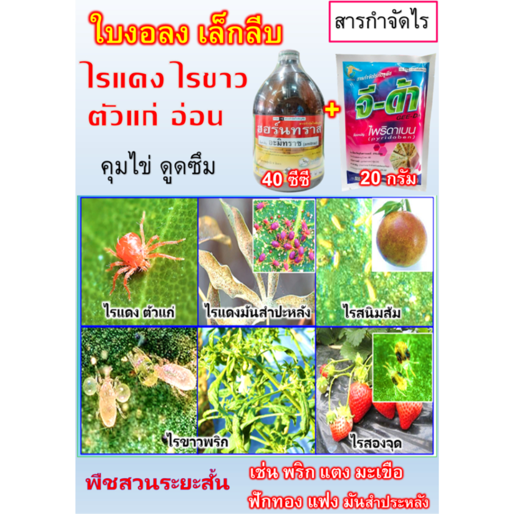 กำจัดไร ไรขาวพริก แตง มะเขือ ถั่ว ไพรีด้าเบน+อมิทราช กินตาย ถูกตัวตาย ชุดปราบไร