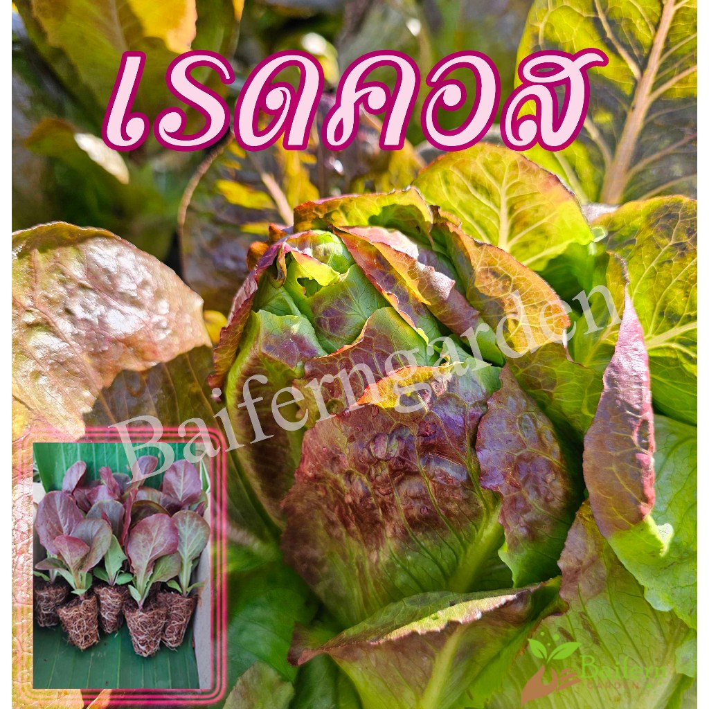 ต้นกล้าเรดคอส ผักของคนรักสุขภาพ ต้นแข็งแรง รากเยอะ