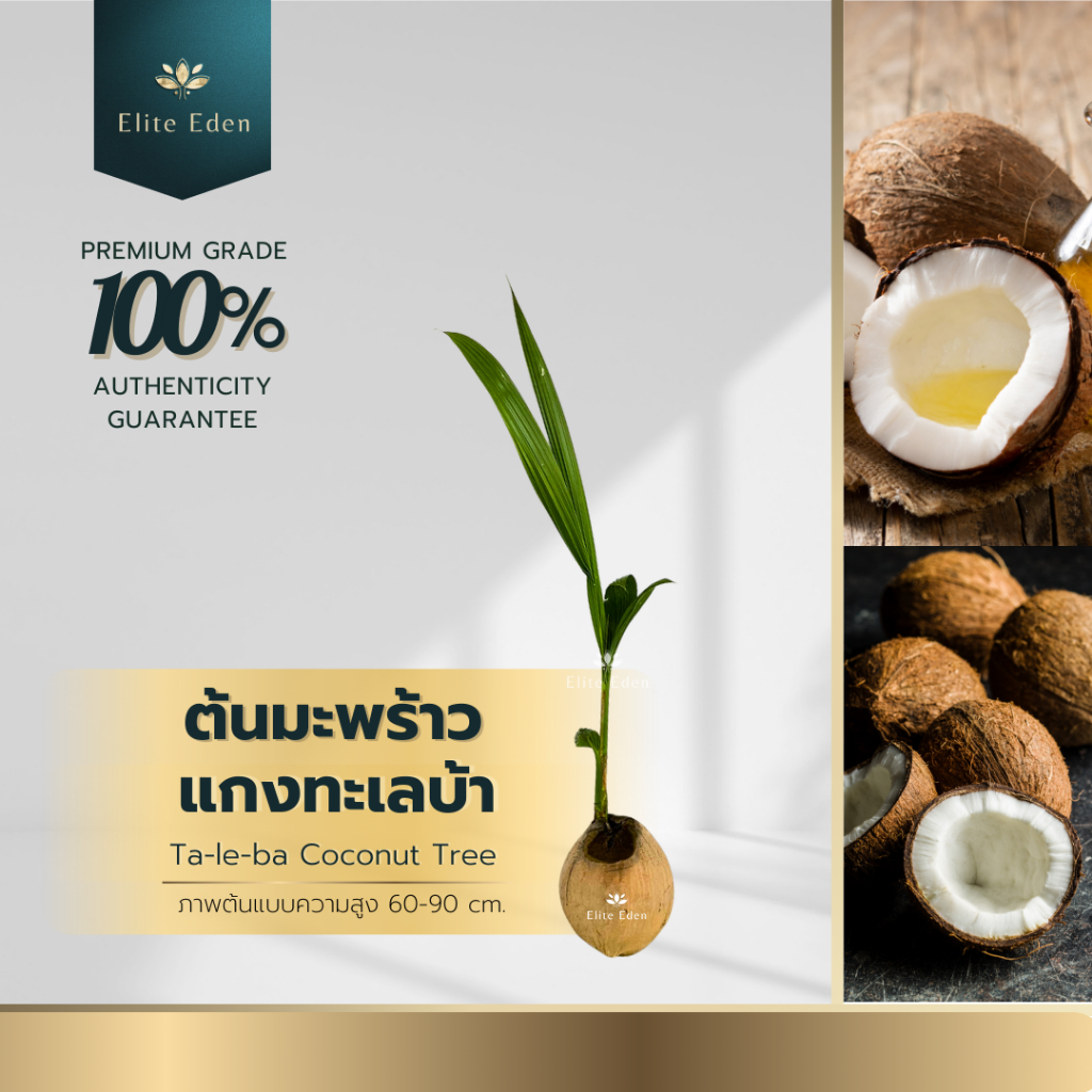 ต้นมะพร้าวแกงทะเลบ้า สูง 60-140 cm. (ต้นเล็ก) ให้ผลดีติดลูกดี คุณภาพดี ทั้งหวานทั้งหอม