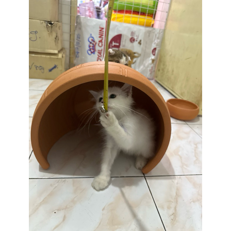 บ้านเต่าขนาดใหญ่ หน้ากว้าง 12นิ้ว(สูง25เซนติเมตร,,กว้าง30เซนติเมตร,,ยาว29เซนติเมตร)*สั่งได้1หลังต่อ1ออร์เด่อคะ* - รูปที่ 5