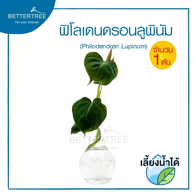 ฟิโลลูพินัม Philodendron Lupinum (จำนวน 1 ต้น ) เลี้ยงน้ำได้ ไม้ฟอกอากาศ ฟินเดนดรอน ต้นไม้