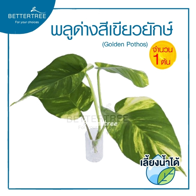 พลูด่างสีเขียวยักษ์ (จำนวน 1 ต้น) เป็น ต้นไม้ฟอกอากาศ เลี้ยงน้ำได้ พลูด่าง ต้นไม้ ต้นไม้น้ำ พลูด่าง