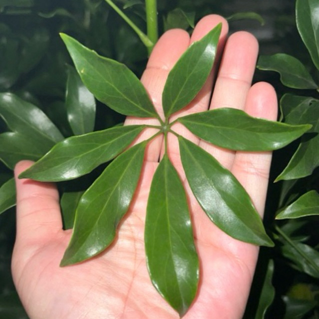 หนุมานประสานกาย เก็บใบสด 20ช่อ ได้ใบประมาณ100+ใบ ออร์แกนิคปุ๋ยคอกไม่มีสารเคมีทุกชนิด