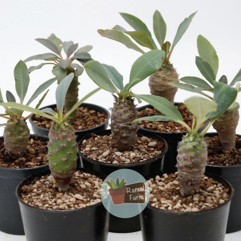 ยูโฟ​เบียพาชี่​ ( Euphorbia​ pachypodioides)​ ไม้หายาก​ ไม้ทนเเล้ง​ ไม้อวบน้ำ​ ไม้โขด