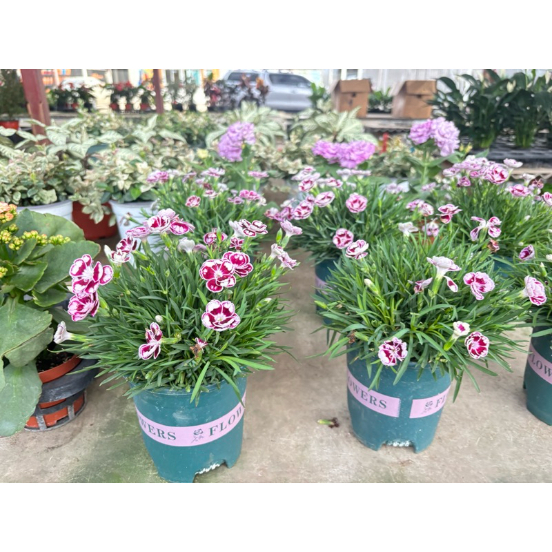 16/11/24#ดอกผีเสื้อ Colors Mixing Dianthus barbatus Seeds ต้นดอกไม้สวยๆ #carnation#ดอกคาร์เนชั่น#Flowersกระถาง4-5นิ้ว