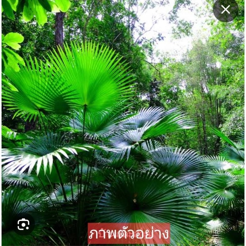 ต้นปาล์มเจ้าเมืองถลางชื่ออื่นๆปาล์มพระยาถลาง,ทังหลังขาว,ชิงหลังขาว,ขนาด50-60ซม