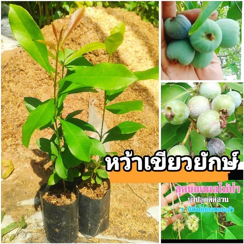 ต้นหว้าเขียวยักษ์  หว้าเขียวใหญ่  ผลไม้ป่าหายาก ต้นพันธุ์เเข็งเเรงพร้อมปลูก สินค้าเสียหายยินดีเคลมฟรี